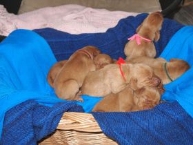 IFHOH board meeting in Oslo fall 2011 006.jpg