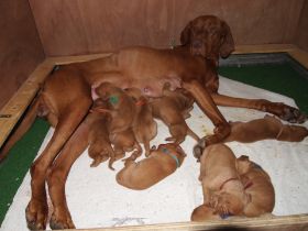 IFHOH board meeting in Oslo fall 2011 038.jpg