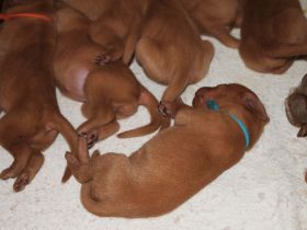 IFHOH board meeting in Oslo fall 2011 040.jpg