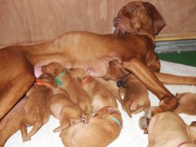 IFHOH board meeting in Oslo fall 2011 042.jpg