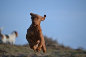Vizsla 06-01-2013 016.jpg