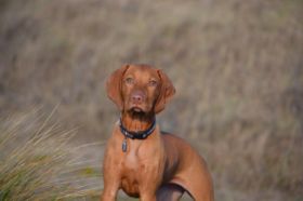 Vizsla 06-01-2013 018.jpg