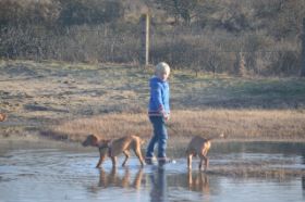 Vizsla 06-01-2013 025.jpg