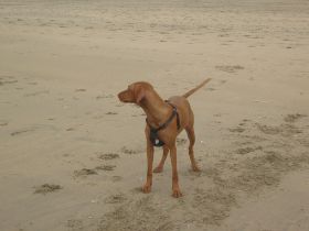 langervelder slag strand 009.jpg