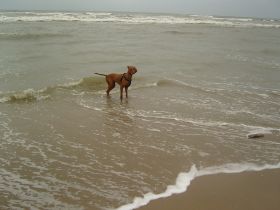 langervelder slag strand 016.jpg