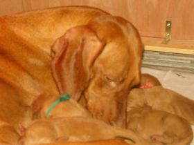 2 de serie pups 012.jpg