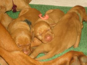 2 de serie pups 014.jpg