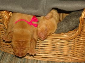 2 de serie pups 060.jpg