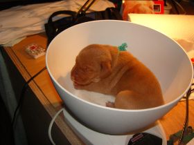 2 de serie pups 037.jpg