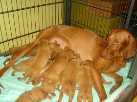 2 de serie pups 125.jpg