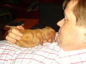 2 de serie pups 126.jpg