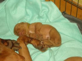 2 de serie pups 137.jpg