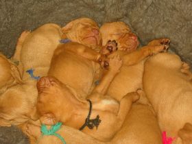 2 de serie pups 177.jpg