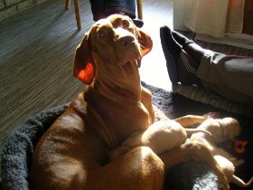 2 de serie pups 183.jpg