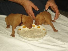 2 de serie pups 185.jpg