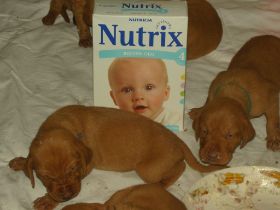 2 de serie pups 196.jpg