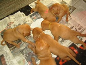 serie 3 pups 001.jpg