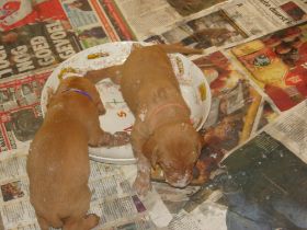 serie 3 pups 006.jpg