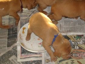 serie 3 pups 007.jpg