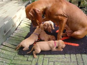 serie 3 pups 008.jpg