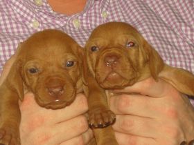 serie 3 pups 020.jpg