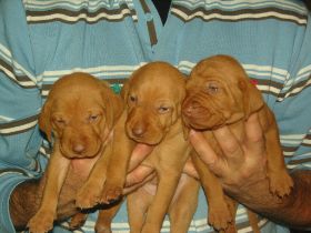 serie 3 pups 021.jpg