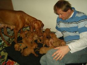 serie 4 pups 046.jpg