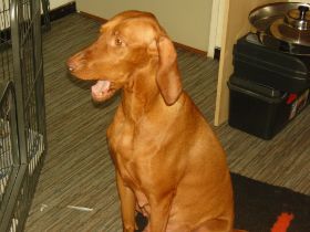 serie 4 pups 048.jpg