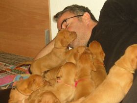 serie 4 pups 051.jpg