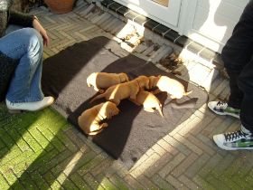 serie 4 pups 055.jpg