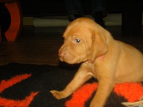 serie 4 pups 065.jpg