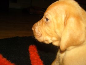 serie 4 pups 069.jpg