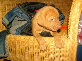 serie 4 pups 075.jpg