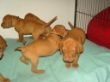 pups-2009-j 054.jpg