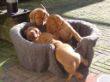 pups-2009-k 038.jpg