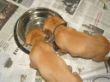 pups-2009-k 052.jpg