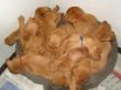 pups-2009-k 067.jpg