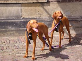 Beelden & Den Haag 2009 307.jpg