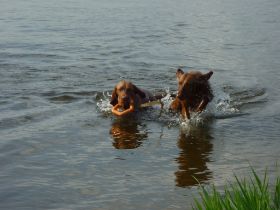 zwemmen in de wijde AA 015.jpg