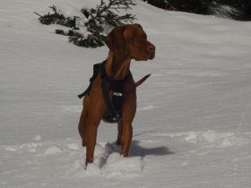 Oberstdorf winter 2010 194.jpg