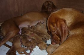 Mo's 2e zwangerschap 033.jpg