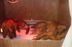 Mo's 2e zwangerschap 052.jpg