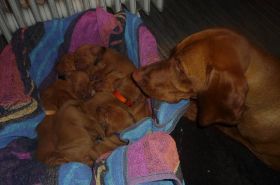 Mo's 2e zwangerschap 062.jpg