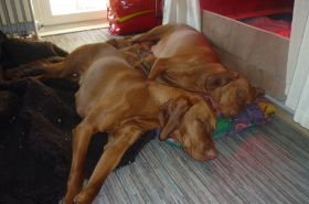 Mo's 2e zwangerschap 070.jpg