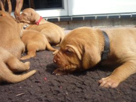 Kettö Mo  2010 034.jpg