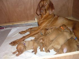 Kettö Mo  2010 040.jpg