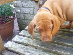 Kettö Mo  2010 080.jpg