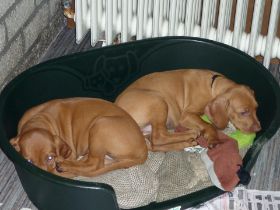 Kettö Mo  2010 102.jpg