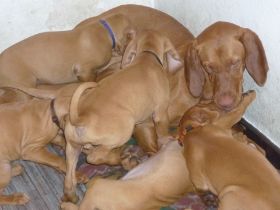 Kettö Mo  2010 129.jpg