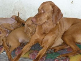 Kettö Mo  2010 137.jpg